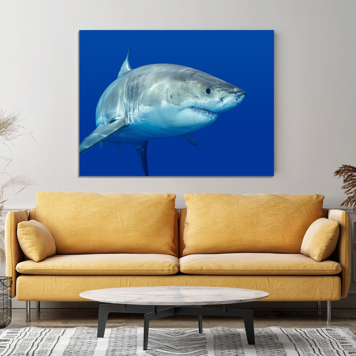 Shark swimming looking for food Canvas Print or Poster