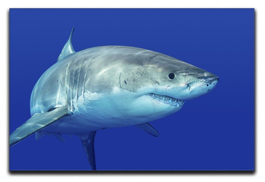 Shark swimming looking for food Canvas Print or Poster  - Canvas Art Rocks - 1