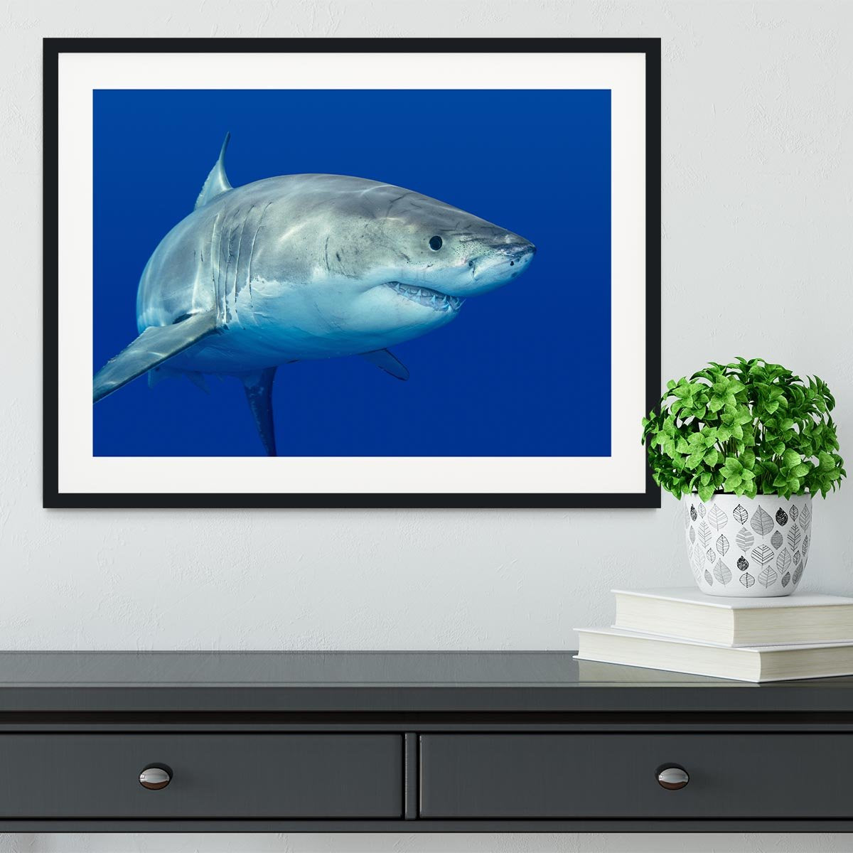 Shark swimming looking for food Framed Print - Canvas Art Rocks - 1