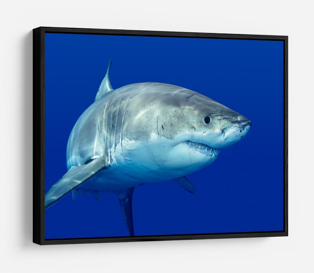 Shark swimming looking for food HD Metal Print