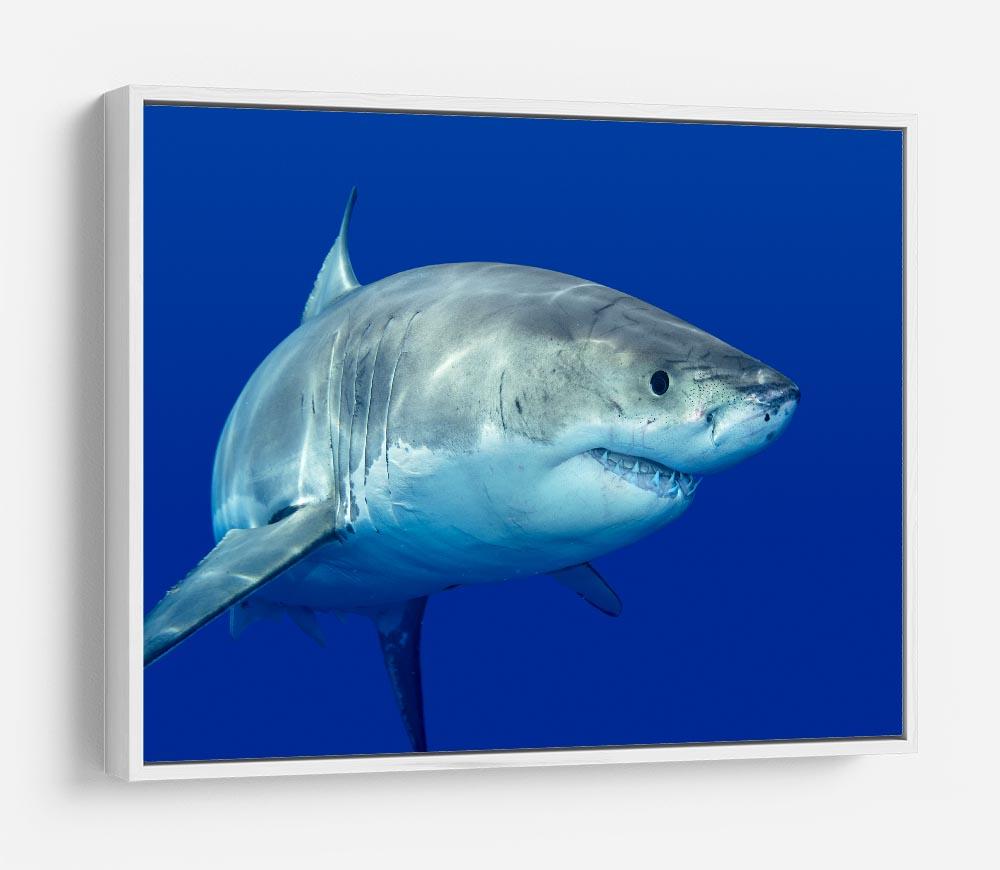 Shark swimming looking for food HD Metal Print