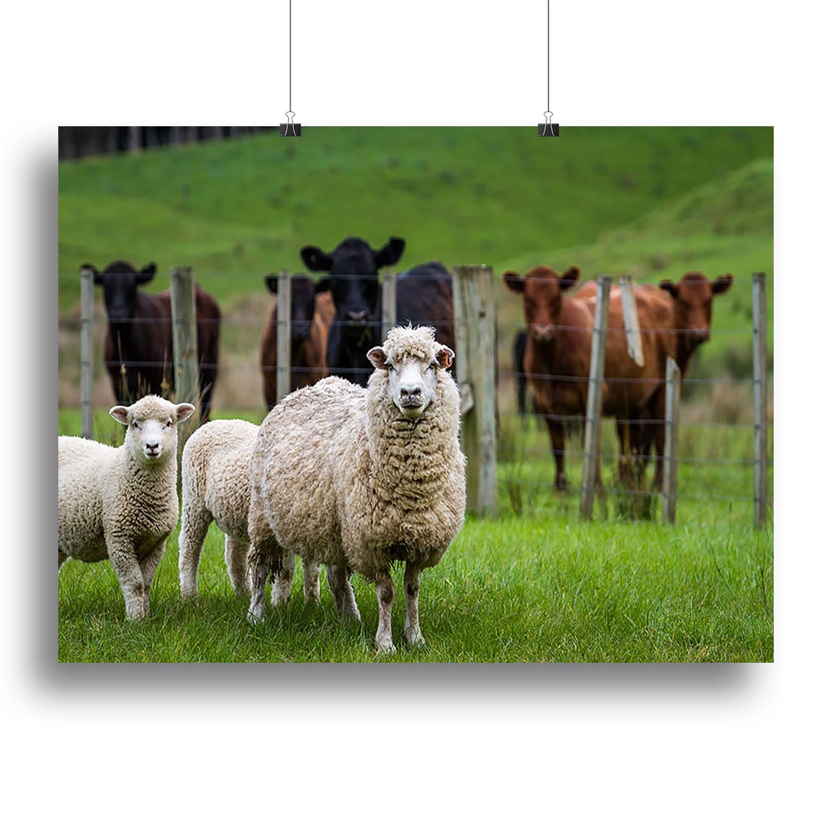 Sheep and cows Canvas Print or Poster