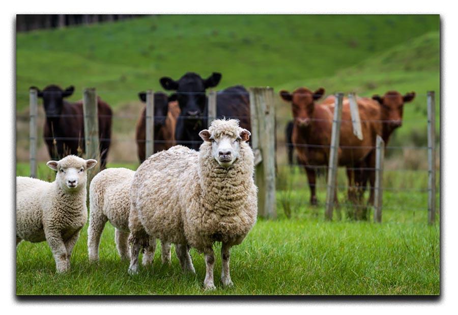 Sheep and cows Canvas Print or Poster - Canvas Art Rocks - 1