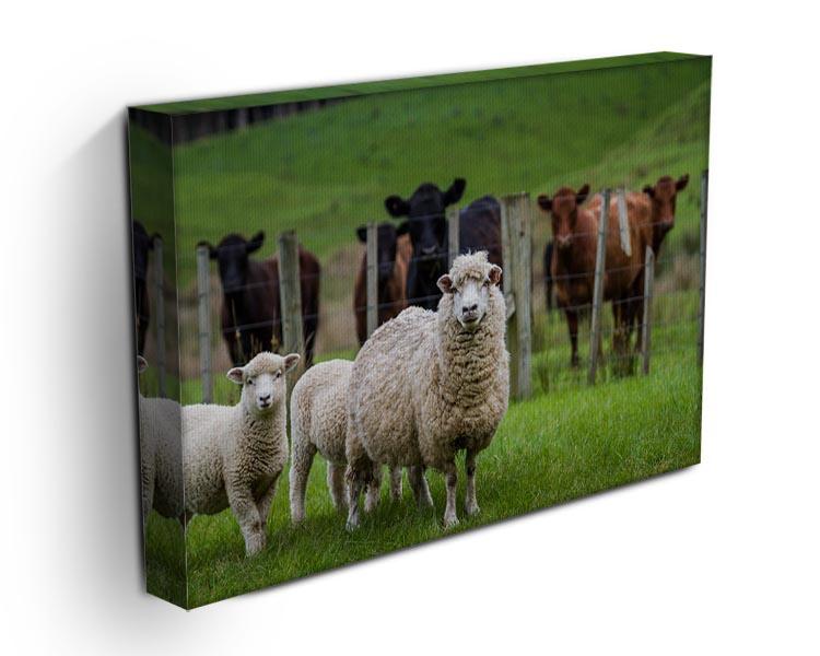 Sheep and cows Canvas Print or Poster - Canvas Art Rocks - 3