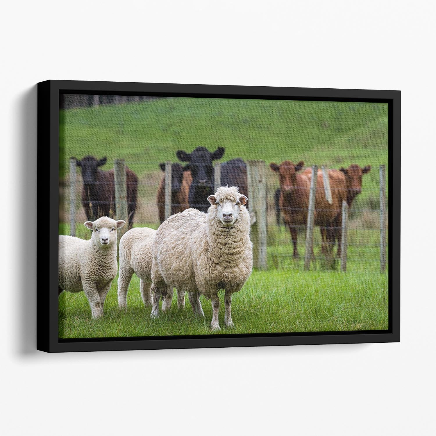 Sheep and cows Floating Framed Canvas - Canvas Art Rocks - 1