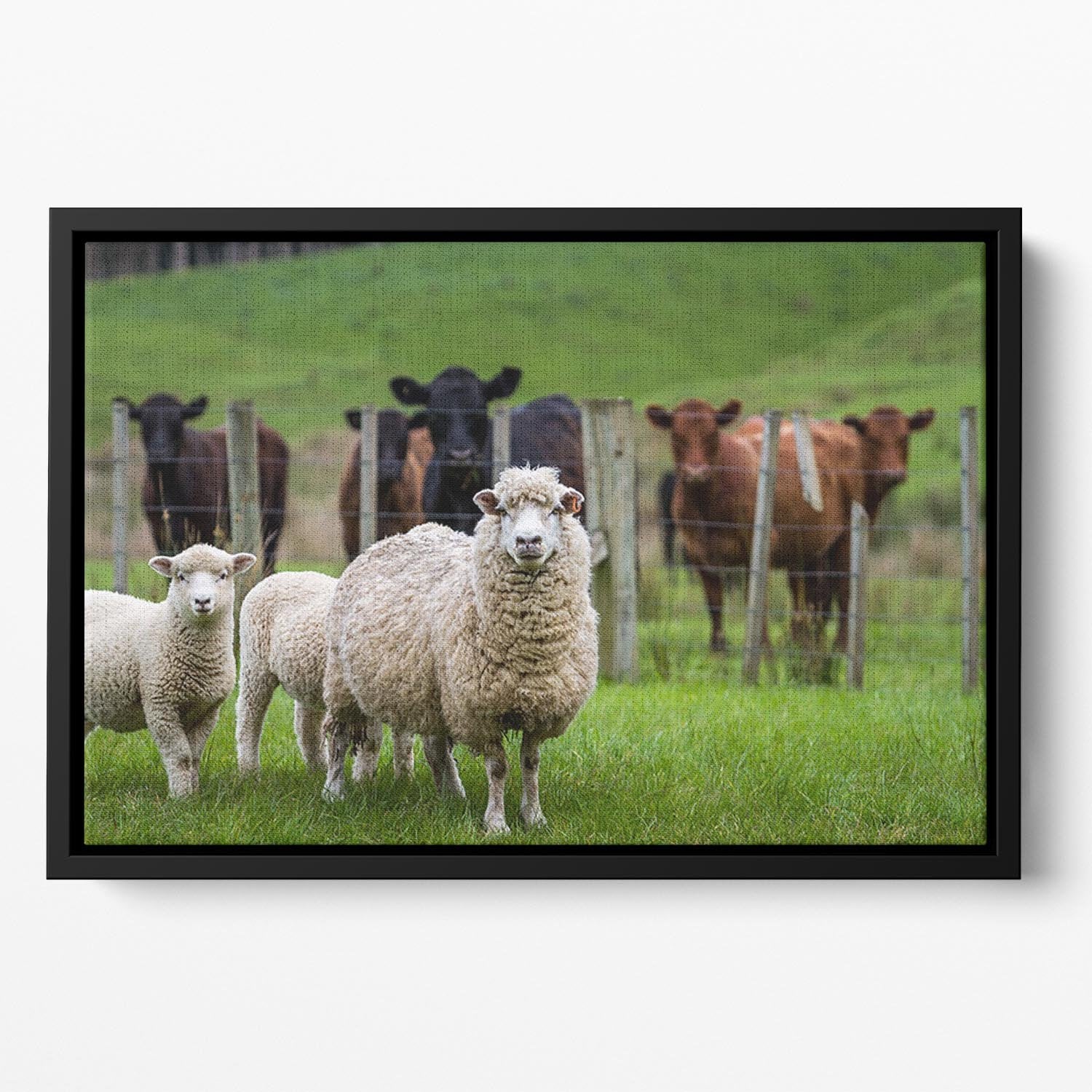 Sheep and cows Floating Framed Canvas - Canvas Art Rocks - 2