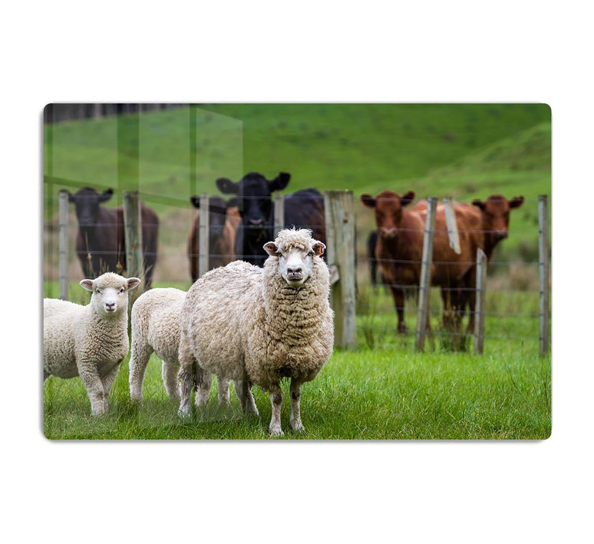 Sheep and cows HD Metal Print - Canvas Art Rocks - 1