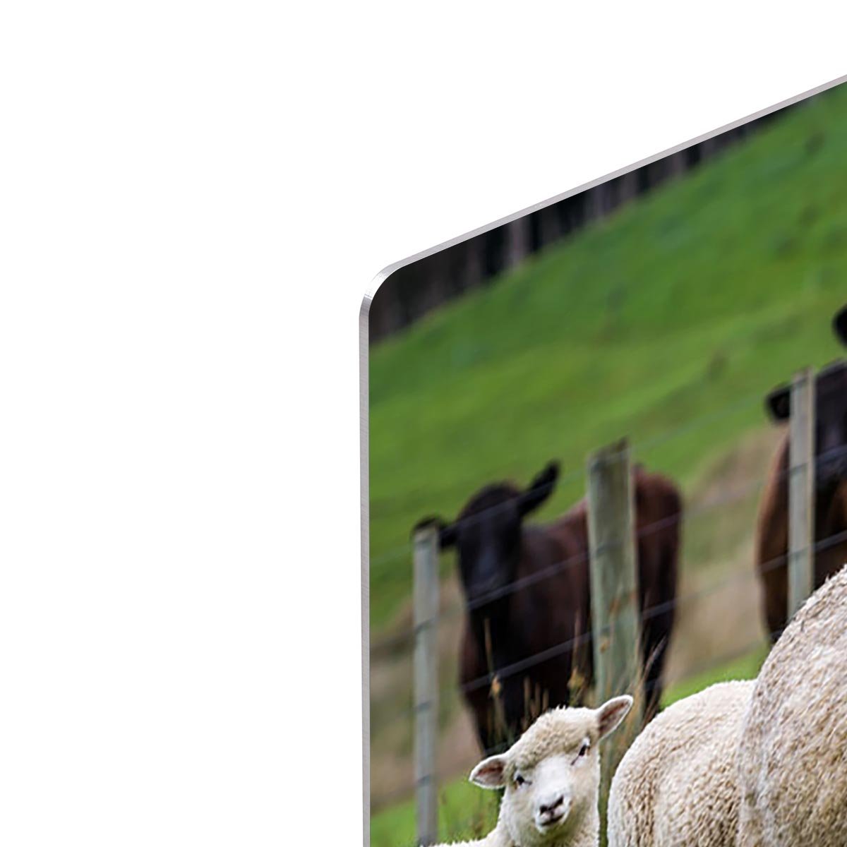 Sheep and cows HD Metal Print - Canvas Art Rocks - 4