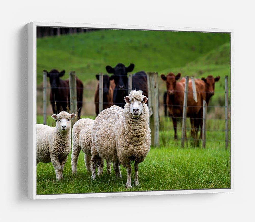 Sheep and cows HD Metal Print - Canvas Art Rocks - 7