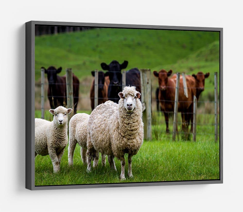 Sheep and cows HD Metal Print - Canvas Art Rocks - 9