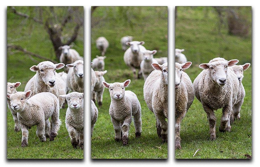 Sheep and lambs in paddock 3 Split Panel Canvas Print - Canvas Art Rocks - 1