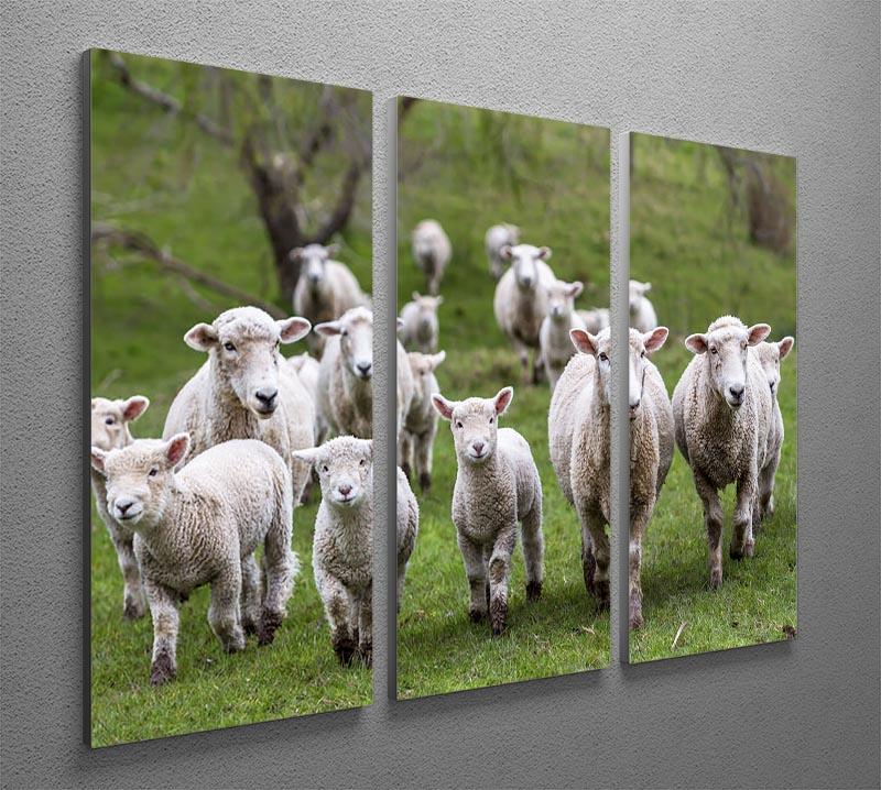 Sheep and lambs in paddock 3 Split Panel Canvas Print - Canvas Art Rocks - 2