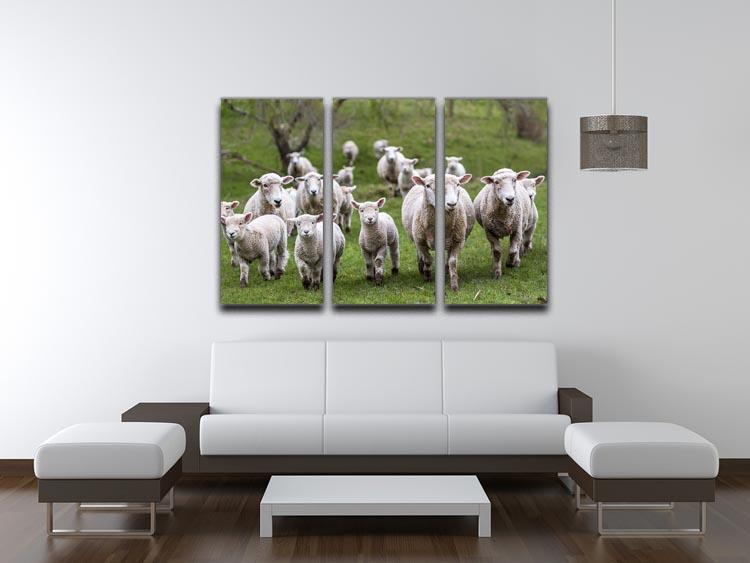 Sheep and lambs in paddock 3 Split Panel Canvas Print - Canvas Art Rocks - 3