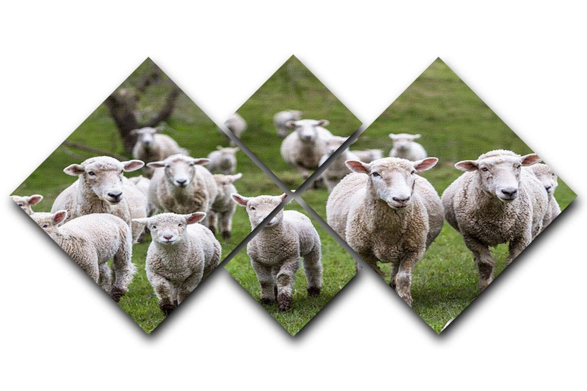 Sheep and lambs in paddock 4 Square Multi Panel Canvas - Canvas Art Rocks - 1