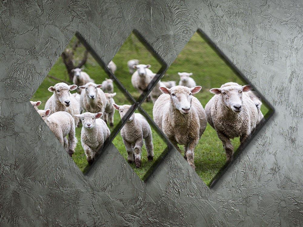 Sheep and lambs in paddock 4 Square Multi Panel Canvas - Canvas Art Rocks - 2
