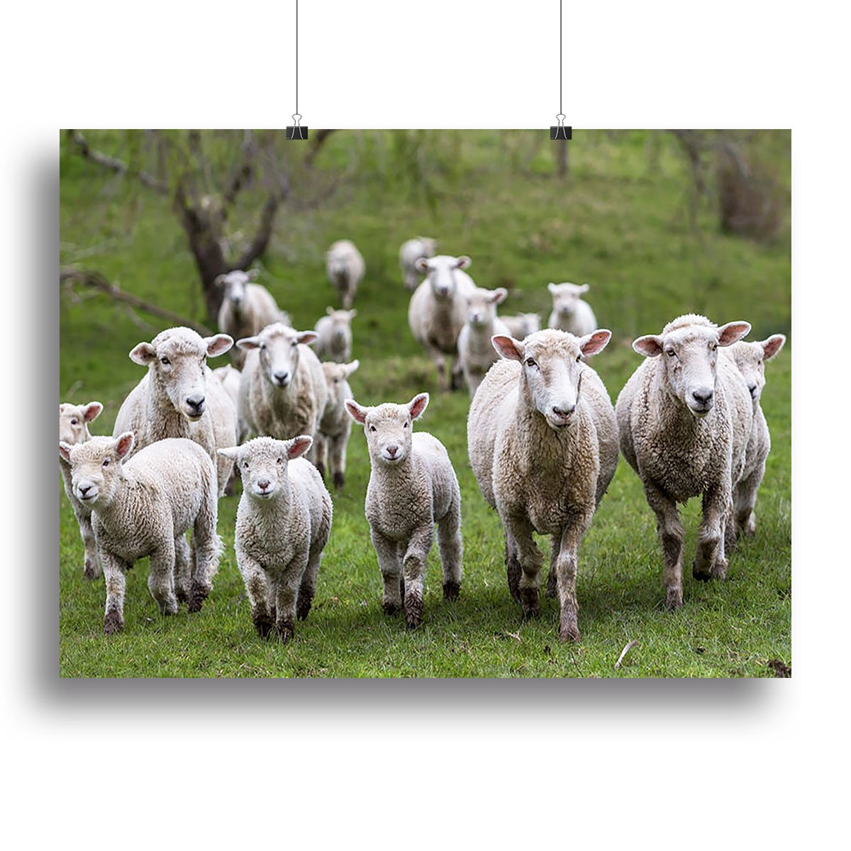 Sheep and lambs in paddock Canvas Print or Poster