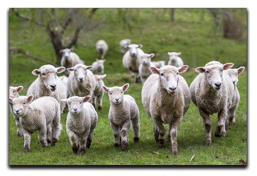 Sheep and lambs in paddock Canvas Print or Poster - Canvas Art Rocks - 1