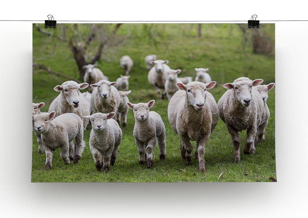 Sheep and lambs in paddock Canvas Print or Poster - Canvas Art Rocks - 2