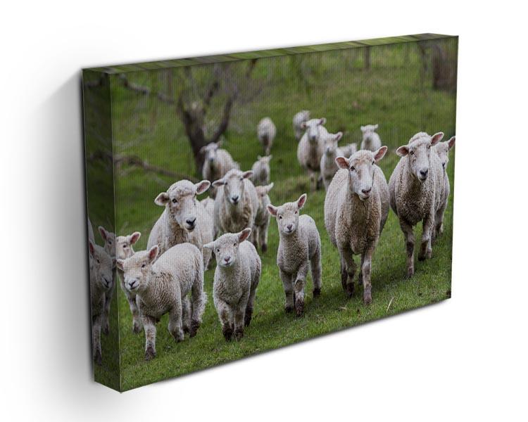 Sheep and lambs in paddock Canvas Print or Poster - Canvas Art Rocks - 3