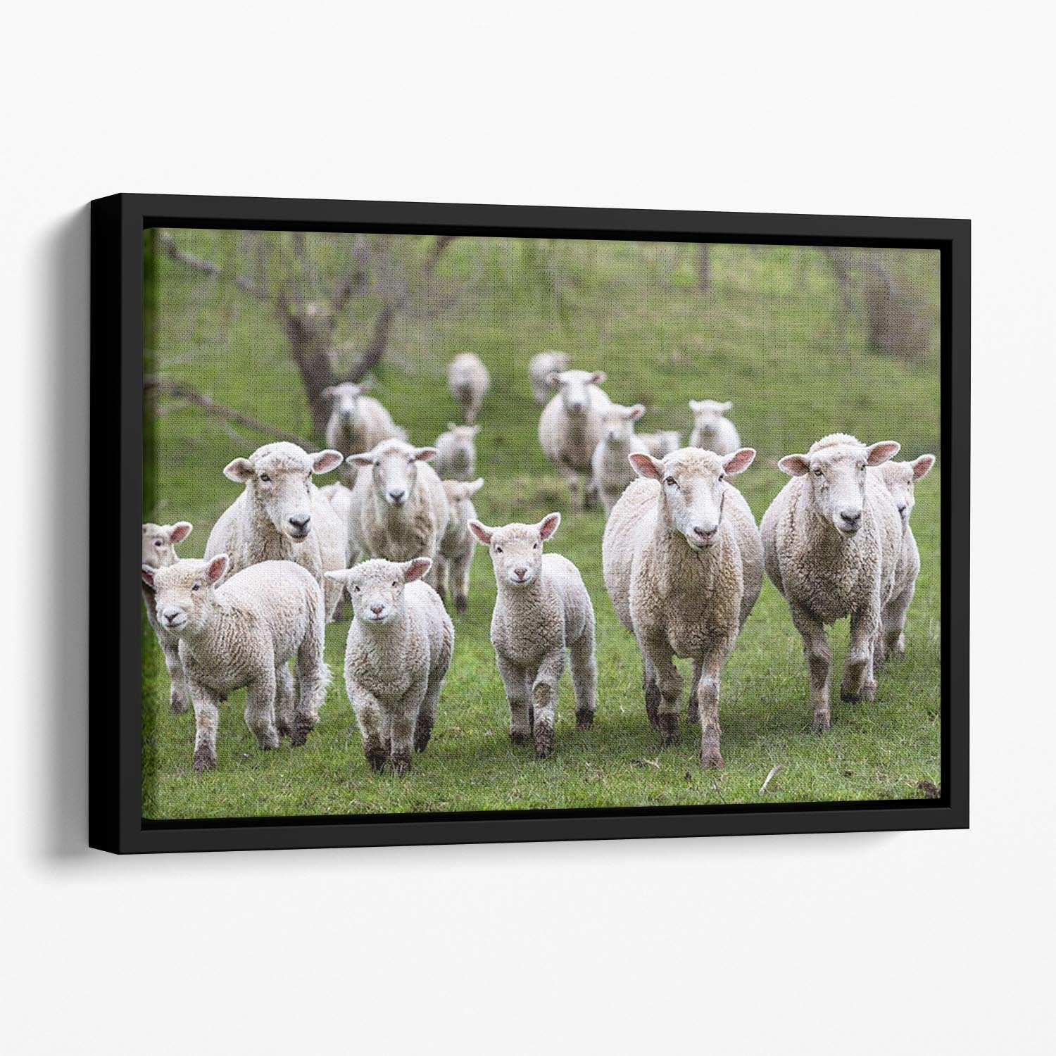 Sheep and lambs in paddock Floating Framed Canvas - Canvas Art Rocks - 1