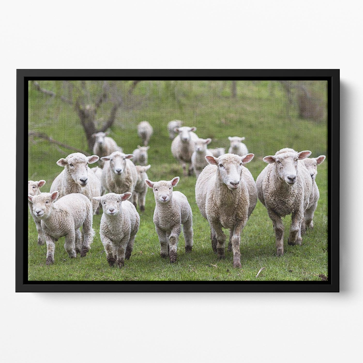 Sheep and lambs in paddock Floating Framed Canvas - Canvas Art Rocks - 2