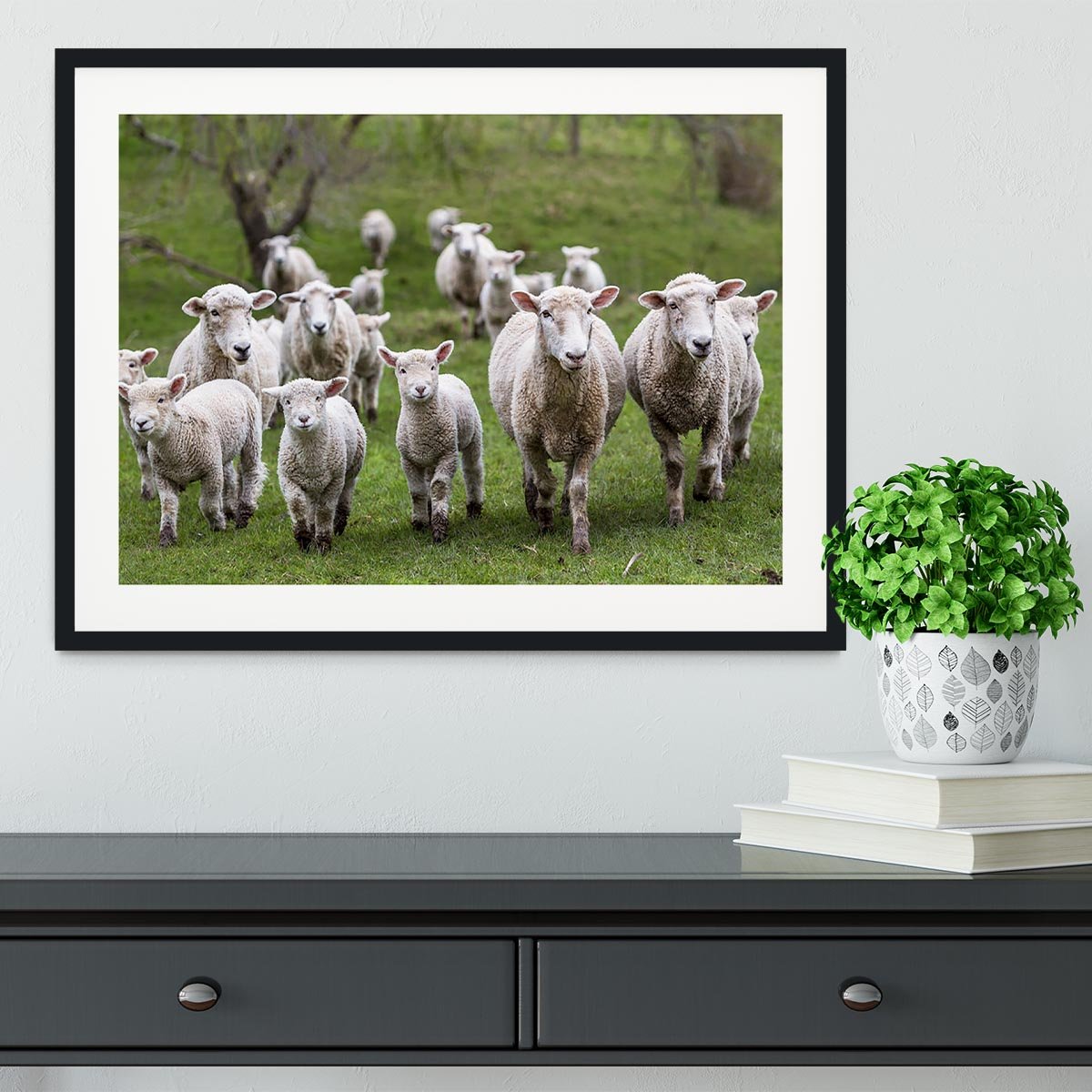 Sheep and lambs in paddock Framed Print - Canvas Art Rocks - 1