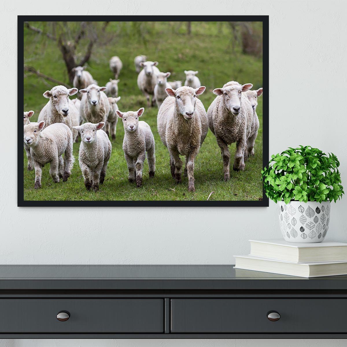 Sheep and lambs in paddock Framed Print - Canvas Art Rocks - 2