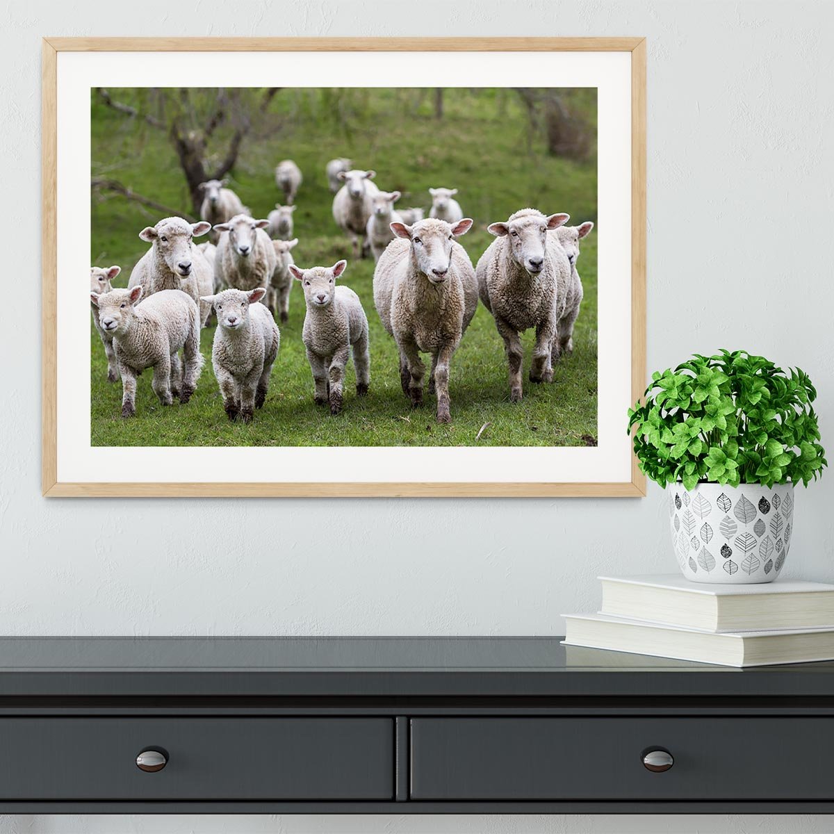 Sheep and lambs in paddock Framed Print - Canvas Art Rocks - 3
