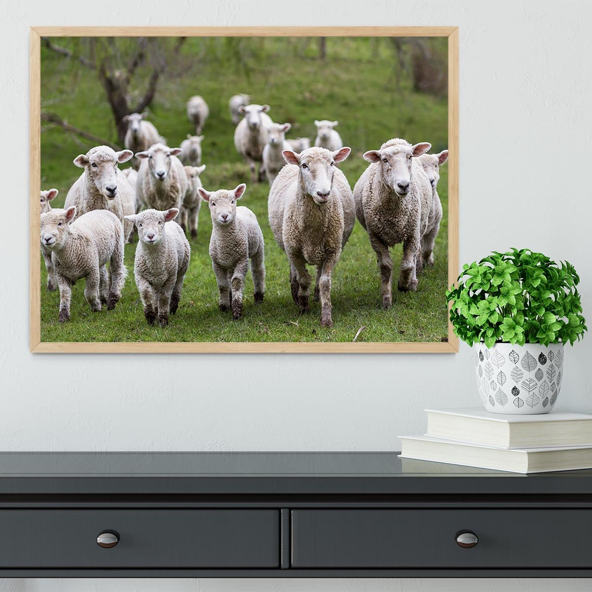Sheep and lambs in paddock Framed Print - Canvas Art Rocks - 4