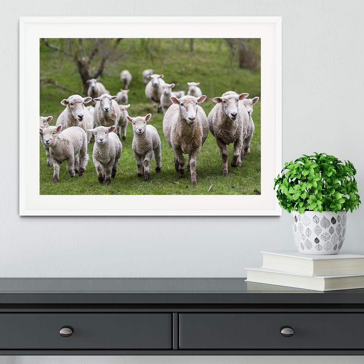 Sheep and lambs in paddock Framed Print - Canvas Art Rocks - 5