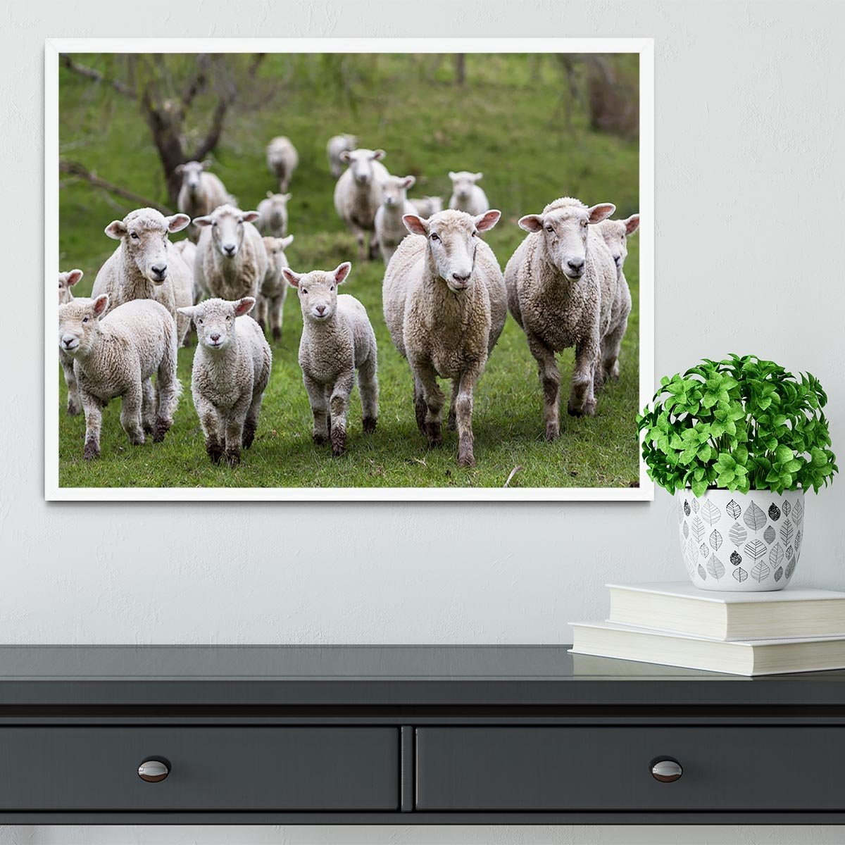 Sheep and lambs in paddock Framed Print - Canvas Art Rocks -6