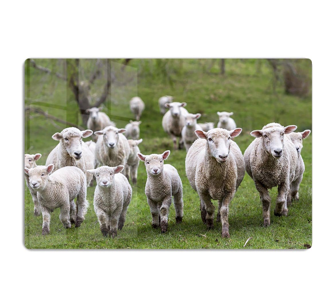 Sheep and lambs in paddock HD Metal Print - Canvas Art Rocks - 1