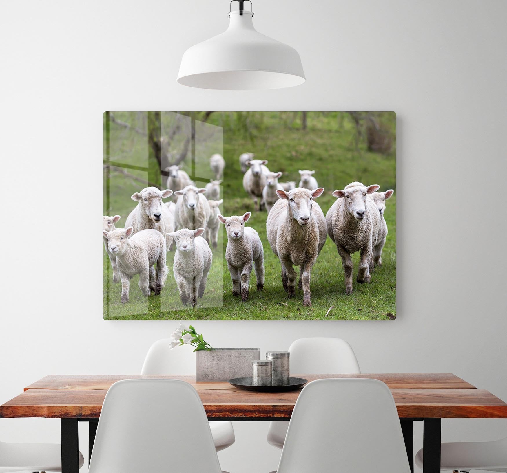 Sheep and lambs in paddock HD Metal Print - Canvas Art Rocks - 2