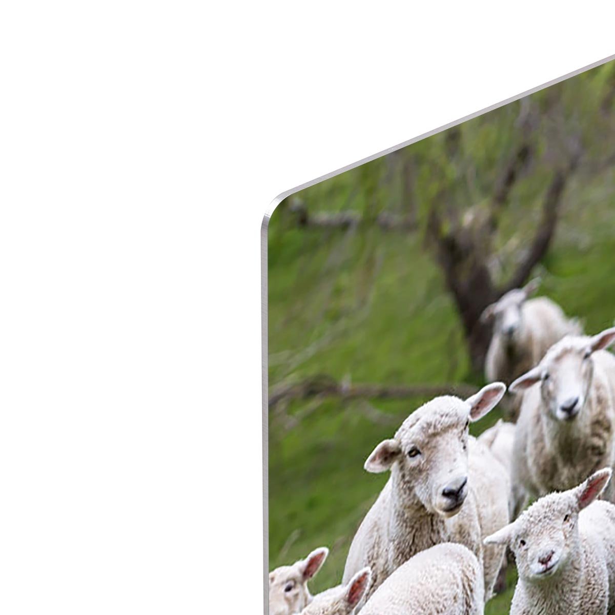 Sheep and lambs in paddock HD Metal Print - Canvas Art Rocks - 4