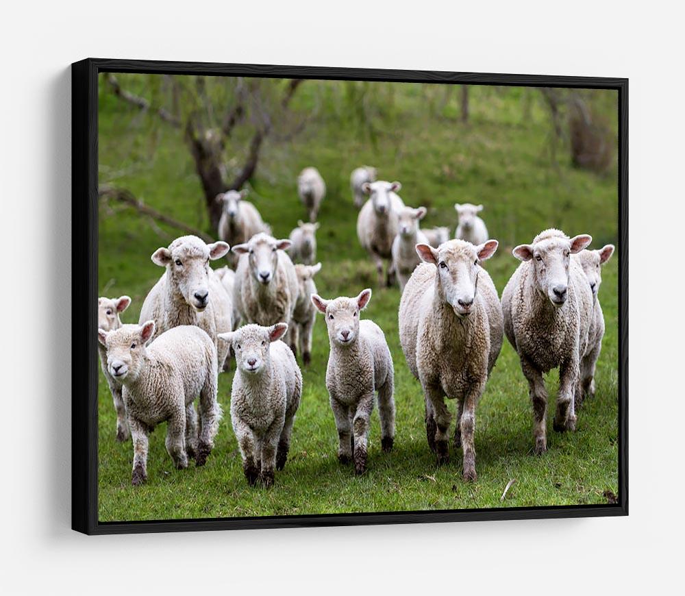 Sheep and lambs in paddock HD Metal Print - Canvas Art Rocks - 6