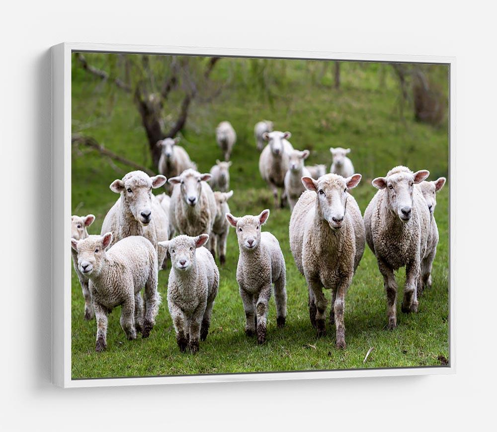 Sheep and lambs in paddock HD Metal Print - Canvas Art Rocks - 7