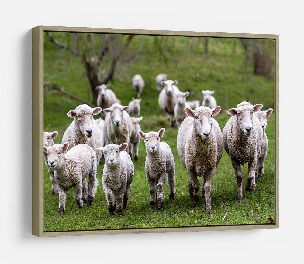 Sheep and lambs in paddock HD Metal Print - Canvas Art Rocks - 8