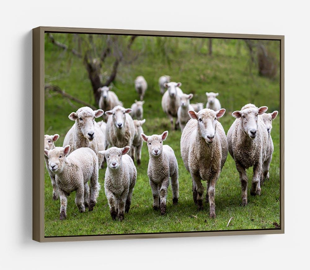 Sheep and lambs in paddock HD Metal Print - Canvas Art Rocks - 10
