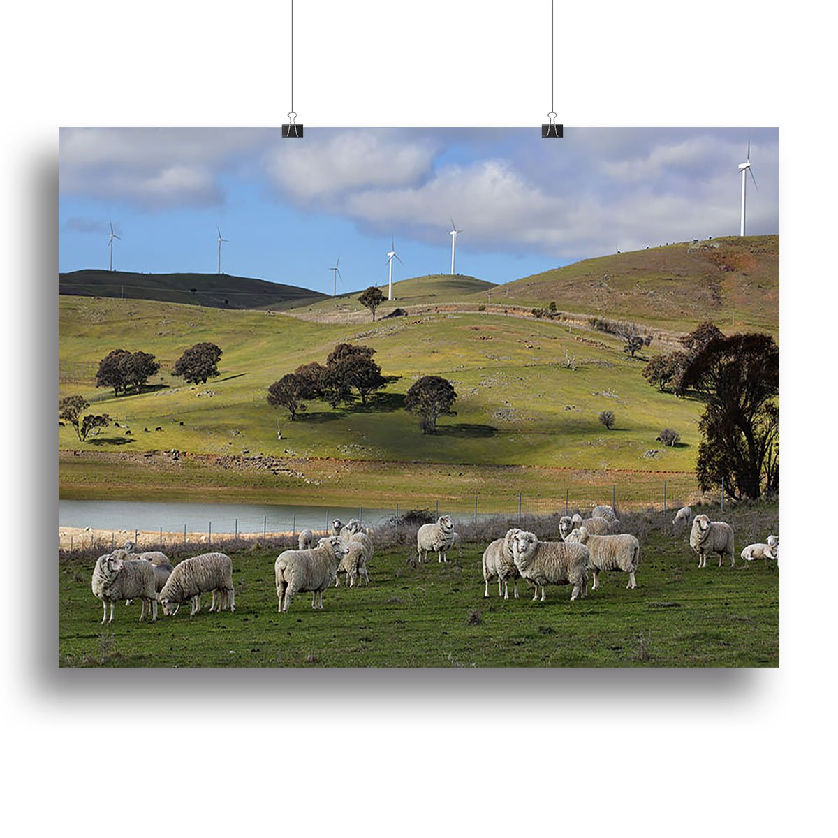 Sheep grazing below the Blayney to Carcoar windfarm Canvas Print or Poster