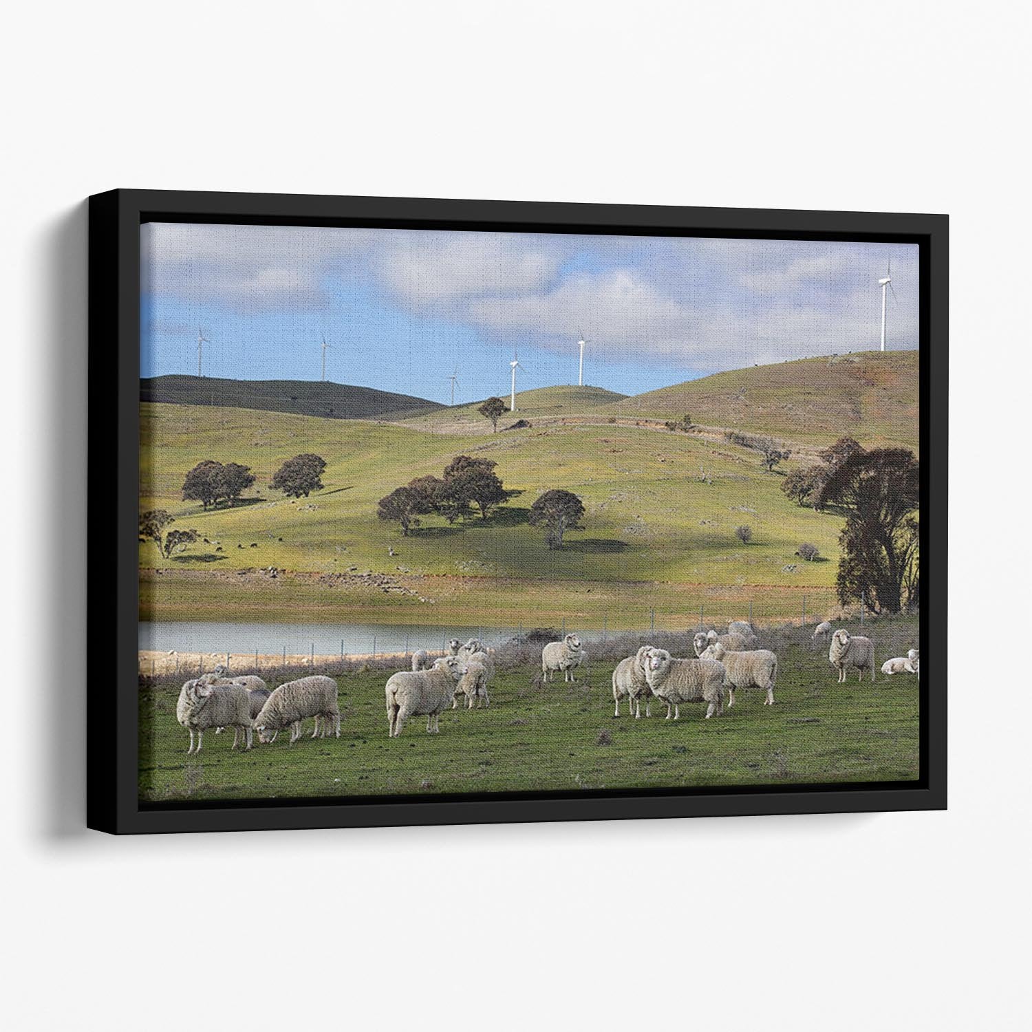 Sheep grazing below the Blayney to Carcoar windfarm Floating Framed Canvas - Canvas Art Rocks - 1
