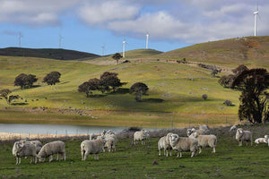 Sheep grazing below the Blayney to Carcoar windfarm Wall Mural Wallpaper - Canvas Art Rocks - 1