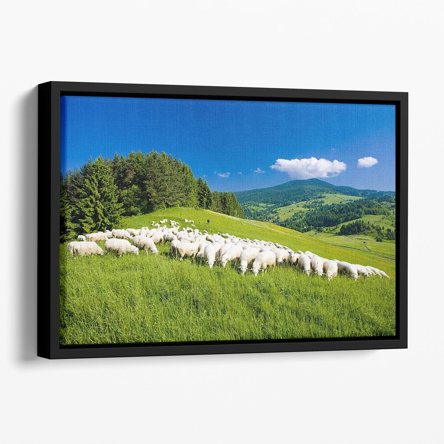 Sheep herds Floating Framed Canvas - Canvas Art Rocks - 1