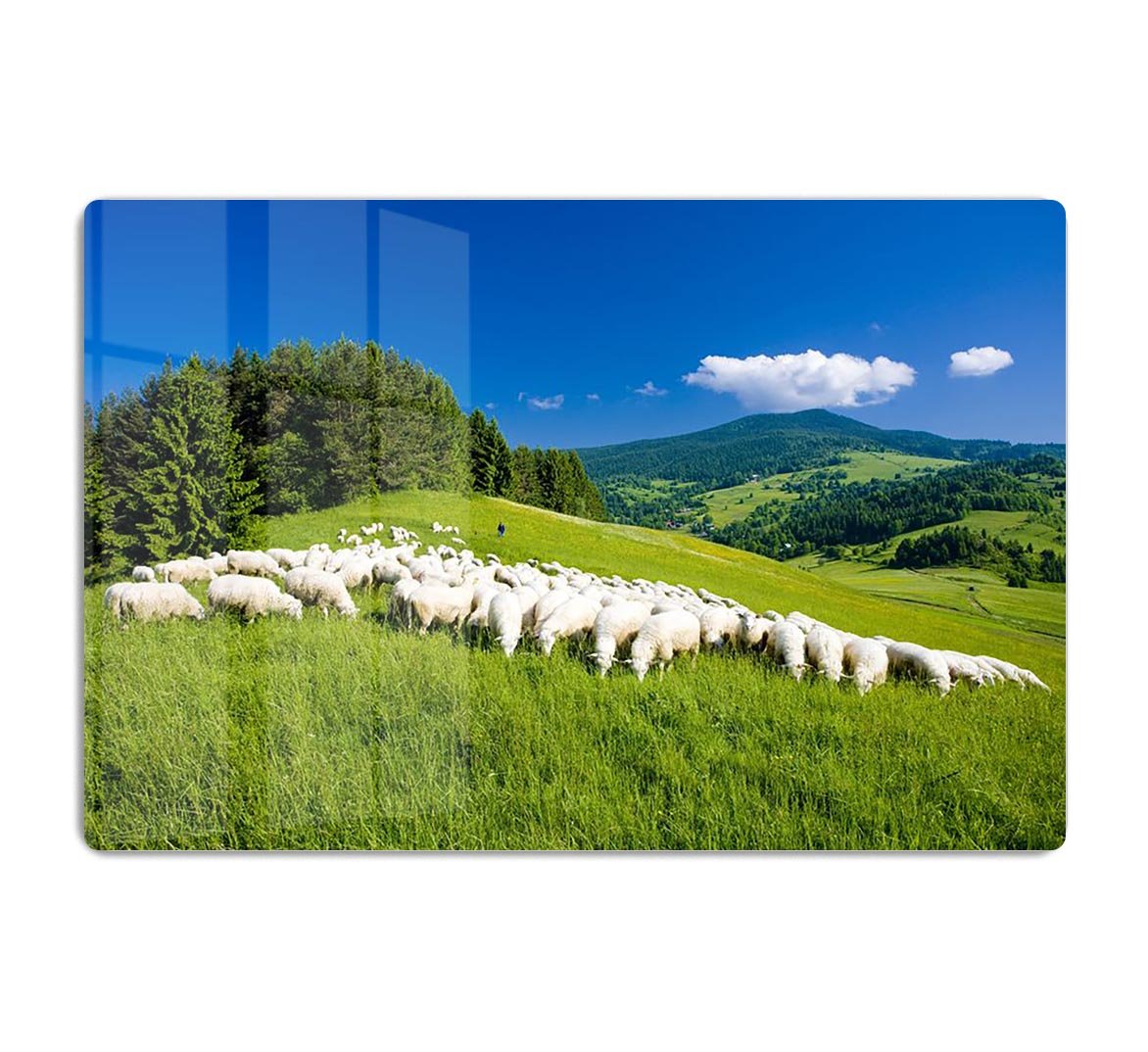 Sheep herds HD Metal Print - Canvas Art Rocks - 1