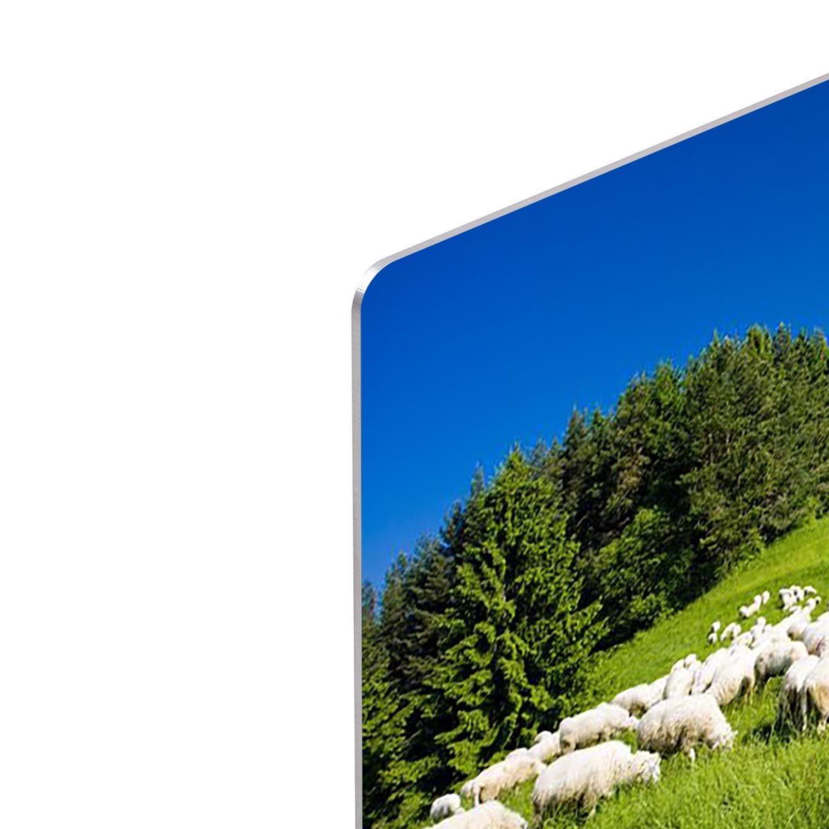 Sheep herds HD Metal Print - Canvas Art Rocks - 4