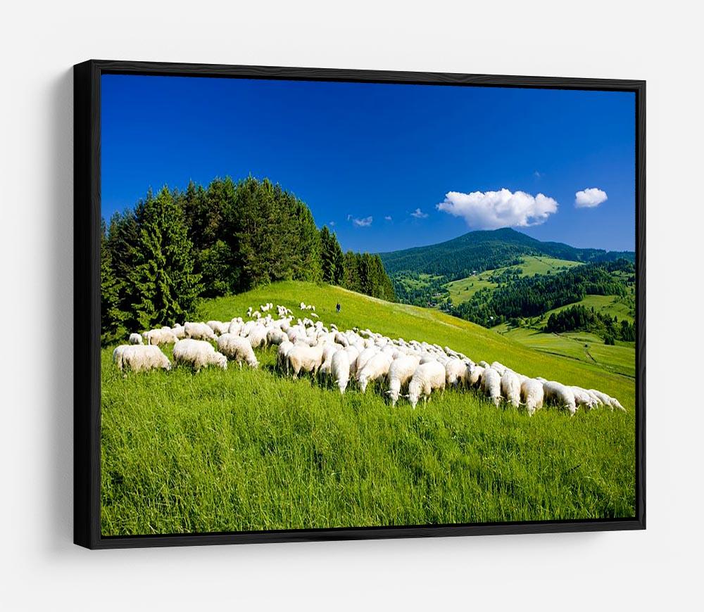 Sheep herds HD Metal Print - Canvas Art Rocks - 6