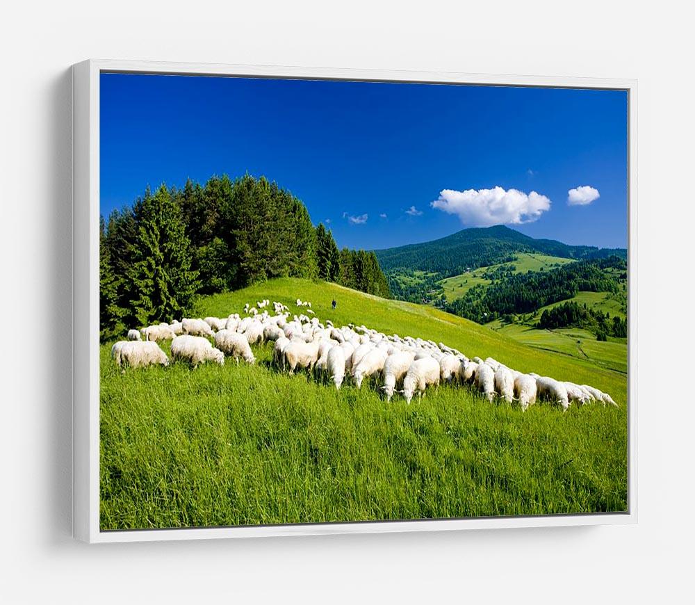 Sheep herds HD Metal Print - Canvas Art Rocks - 7