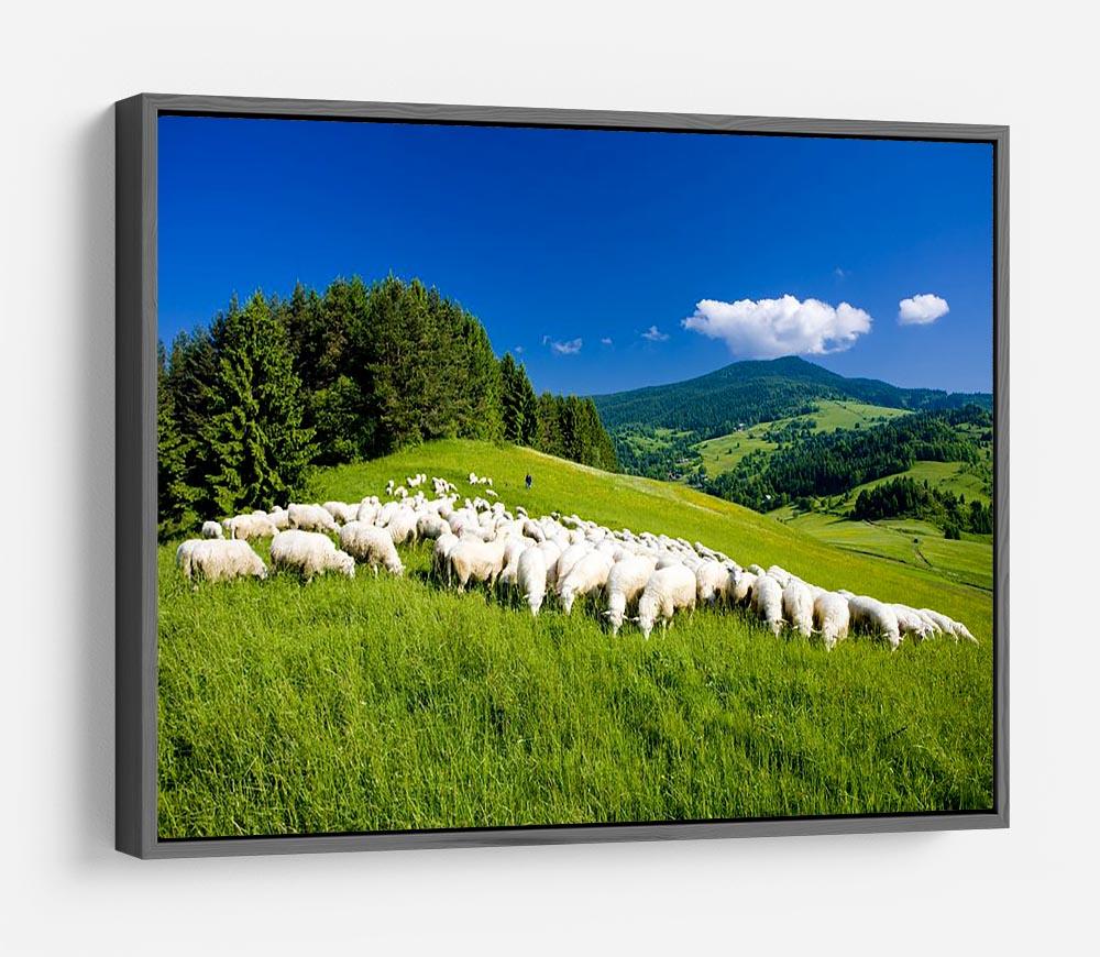 Sheep herds HD Metal Print - Canvas Art Rocks - 9