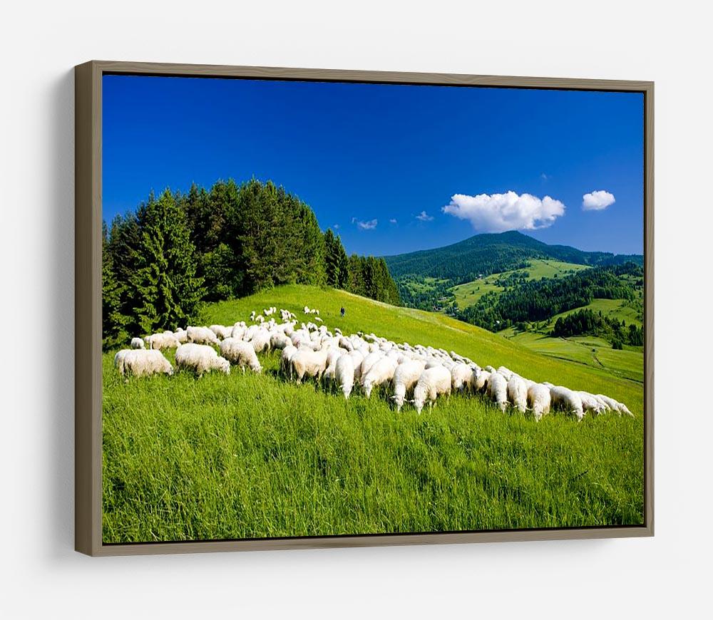 Sheep herds HD Metal Print - Canvas Art Rocks - 10