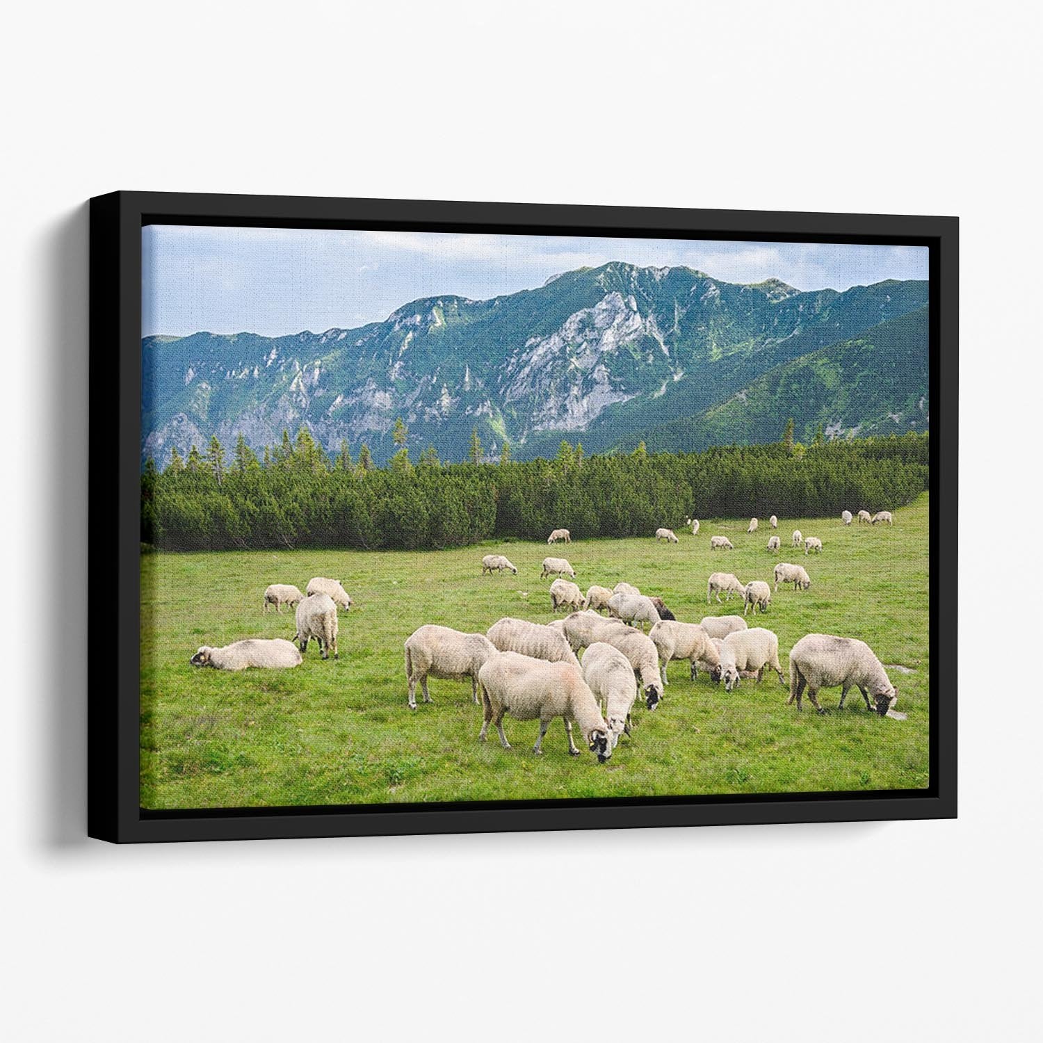 Sheep herds at alpine pastures Floating Framed Canvas - Canvas Art Rocks - 1