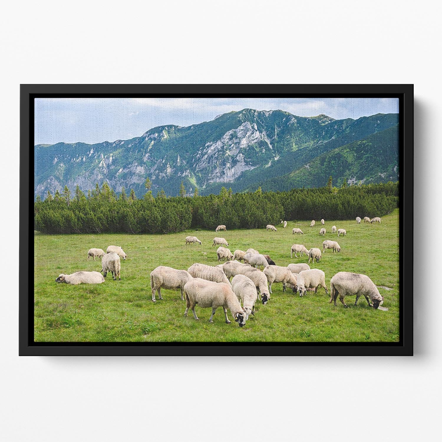Sheep herds at alpine pastures Floating Framed Canvas - Canvas Art Rocks - 2